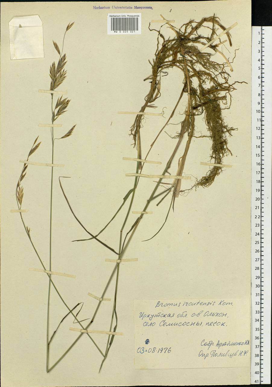 Bromus pumpellianus Scribn., Siberia, Baikal & Transbaikal region (S4) (Russia)