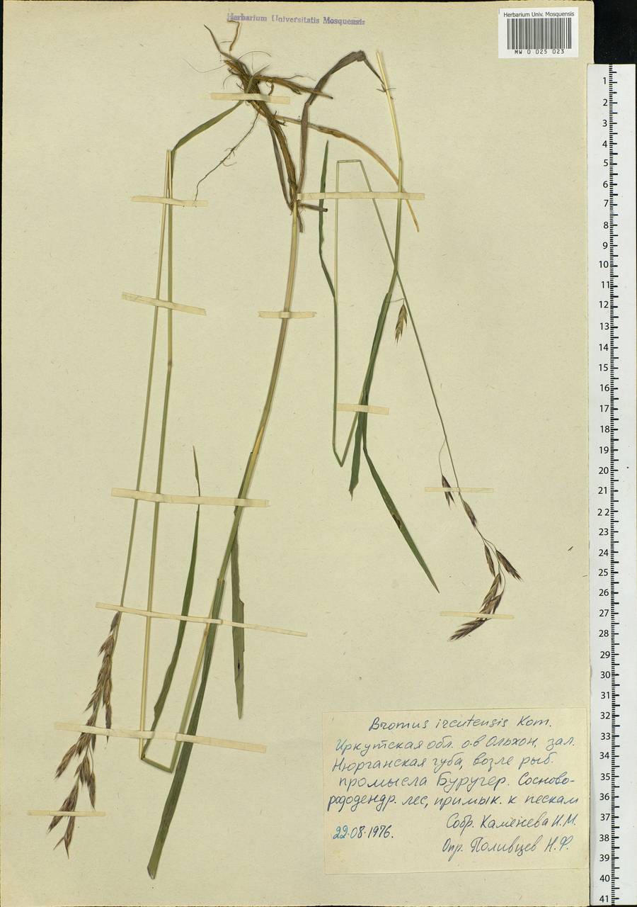 Bromus pumpellianus Scribn., Siberia, Baikal & Transbaikal region (S4) (Russia)