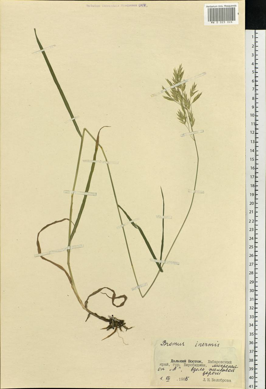 Bromus inermis Leyss., Siberia, Russian Far East (S6) (Russia)