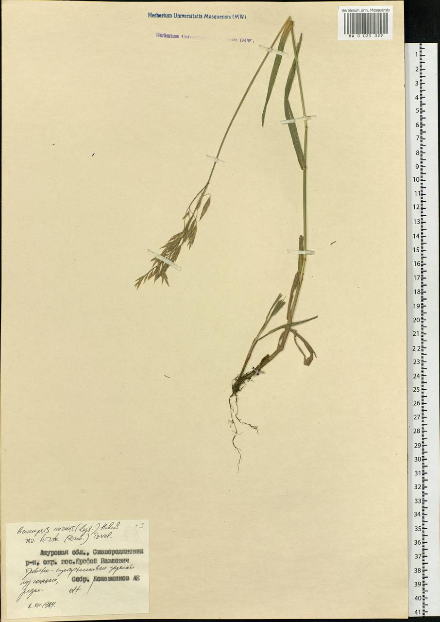 Bromus inermis Leyss., Siberia, Russian Far East (S6) (Russia)