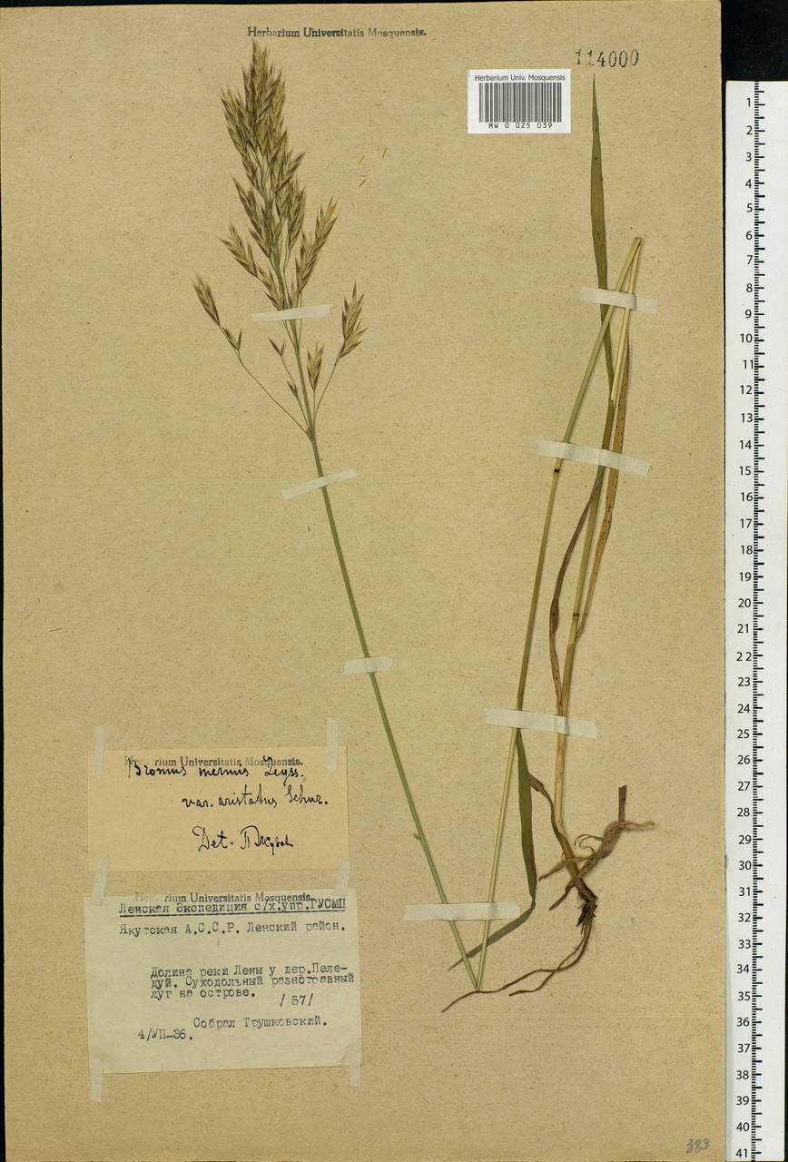 Bromus inermis Leyss., Siberia, Yakutia (S5) (Russia)