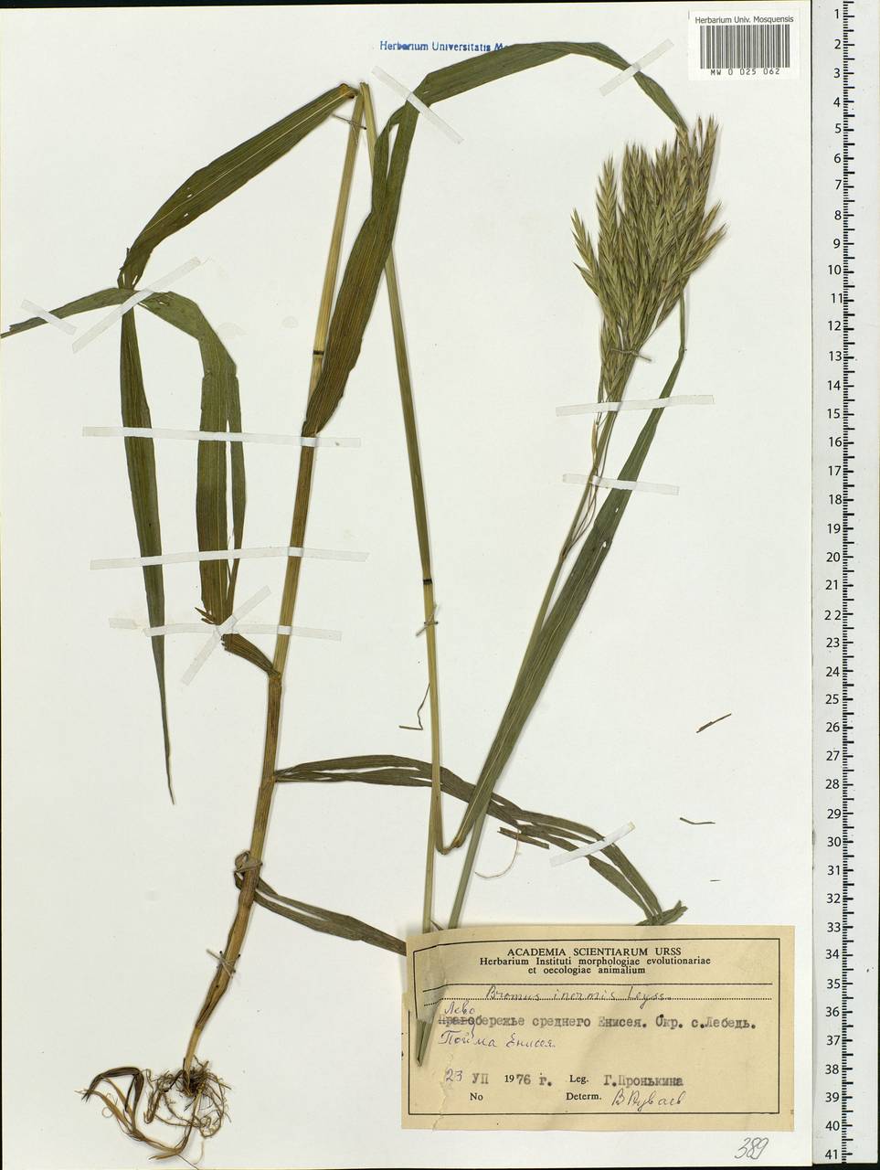 Bromus inermis Leyss., Siberia, Central Siberia (S3) (Russia)