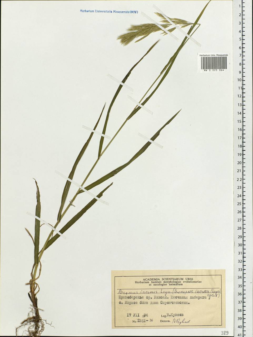 Bromus inermis Leyss., Siberia, Central Siberia (S3) (Russia)
