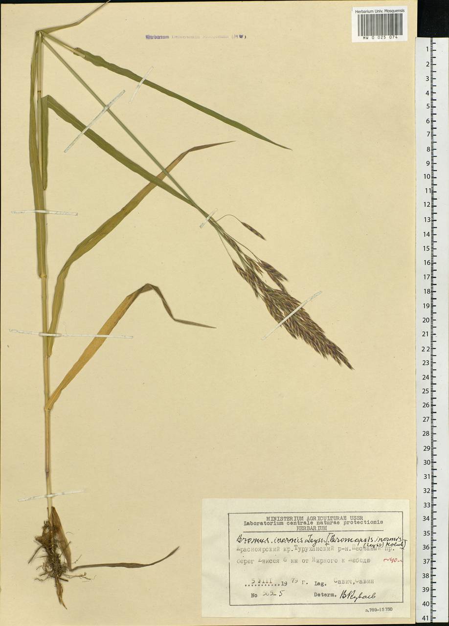 Bromus inermis Leyss., Siberia, Central Siberia (S3) (Russia)