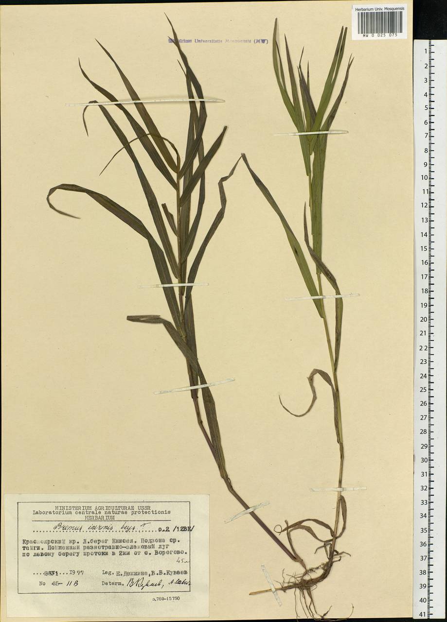 Bromus inermis Leyss., Siberia, Central Siberia (S3) (Russia)