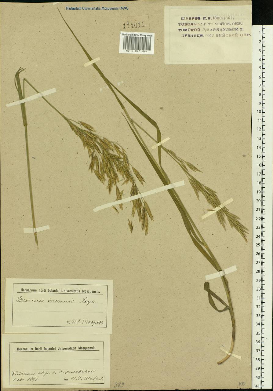 Bromus inermis Leyss., Siberia, Western (Kazakhstan) Altai Mountains (S2a) (Kazakhstan)