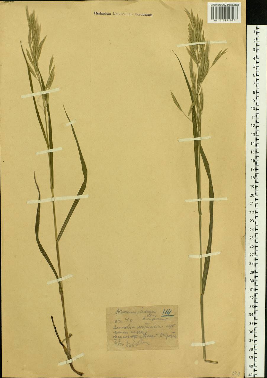 Bromus inermis Leyss., Siberia, Altai & Sayany Mountains (S2) (Russia)