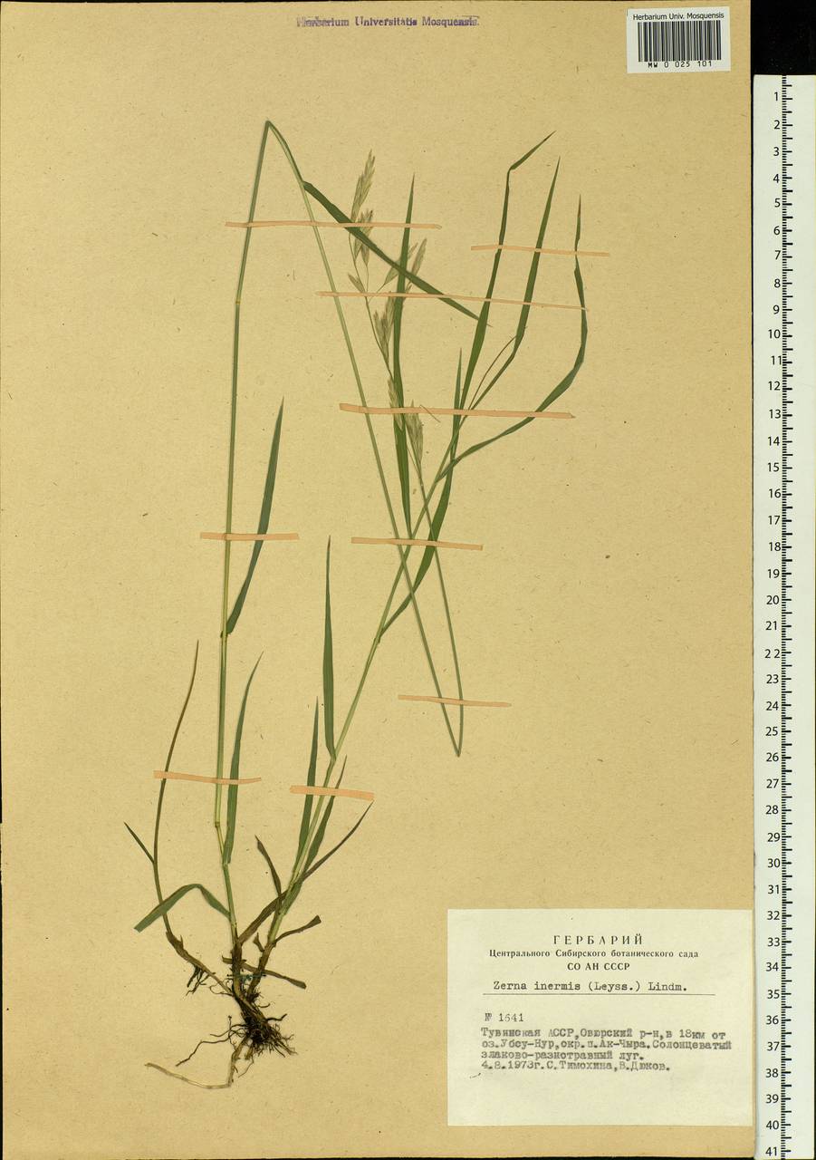 Bromus inermis Leyss., Siberia, Altai & Sayany Mountains (S2) (Russia)