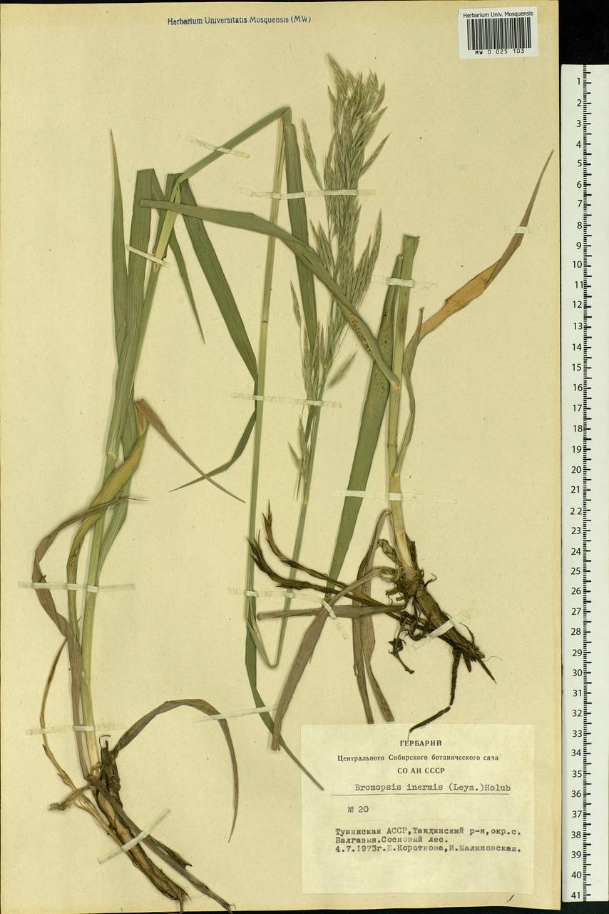 Bromus inermis Leyss., Siberia, Altai & Sayany Mountains (S2) (Russia)