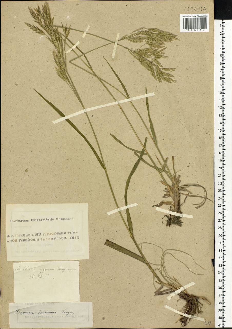 Bromus inermis Leyss., Siberia, Altai & Sayany Mountains (S2) (Russia)