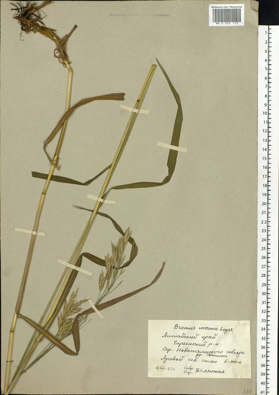 Bromus inermis Leyss., Siberia, Altai & Sayany Mountains (S2) (Russia)