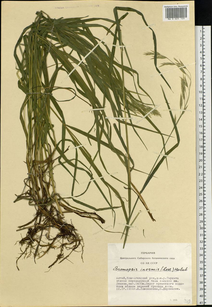 Bromus inermis Leyss., Siberia, Altai & Sayany Mountains (S2) (Russia)