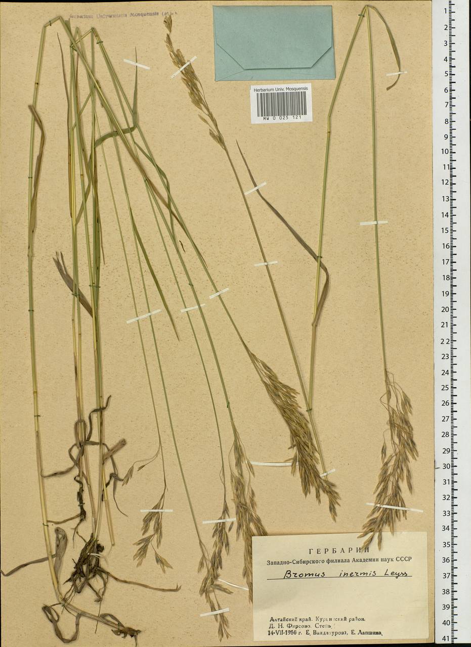 Bromus inermis Leyss., Siberia, Altai & Sayany Mountains (S2) (Russia)