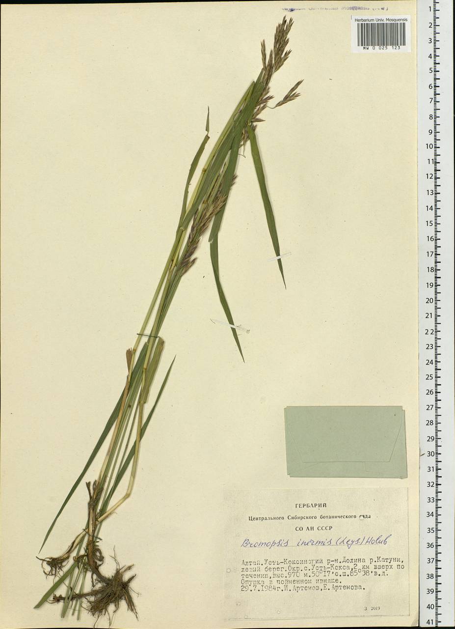 Bromus inermis Leyss., Siberia, Altai & Sayany Mountains (S2) (Russia)