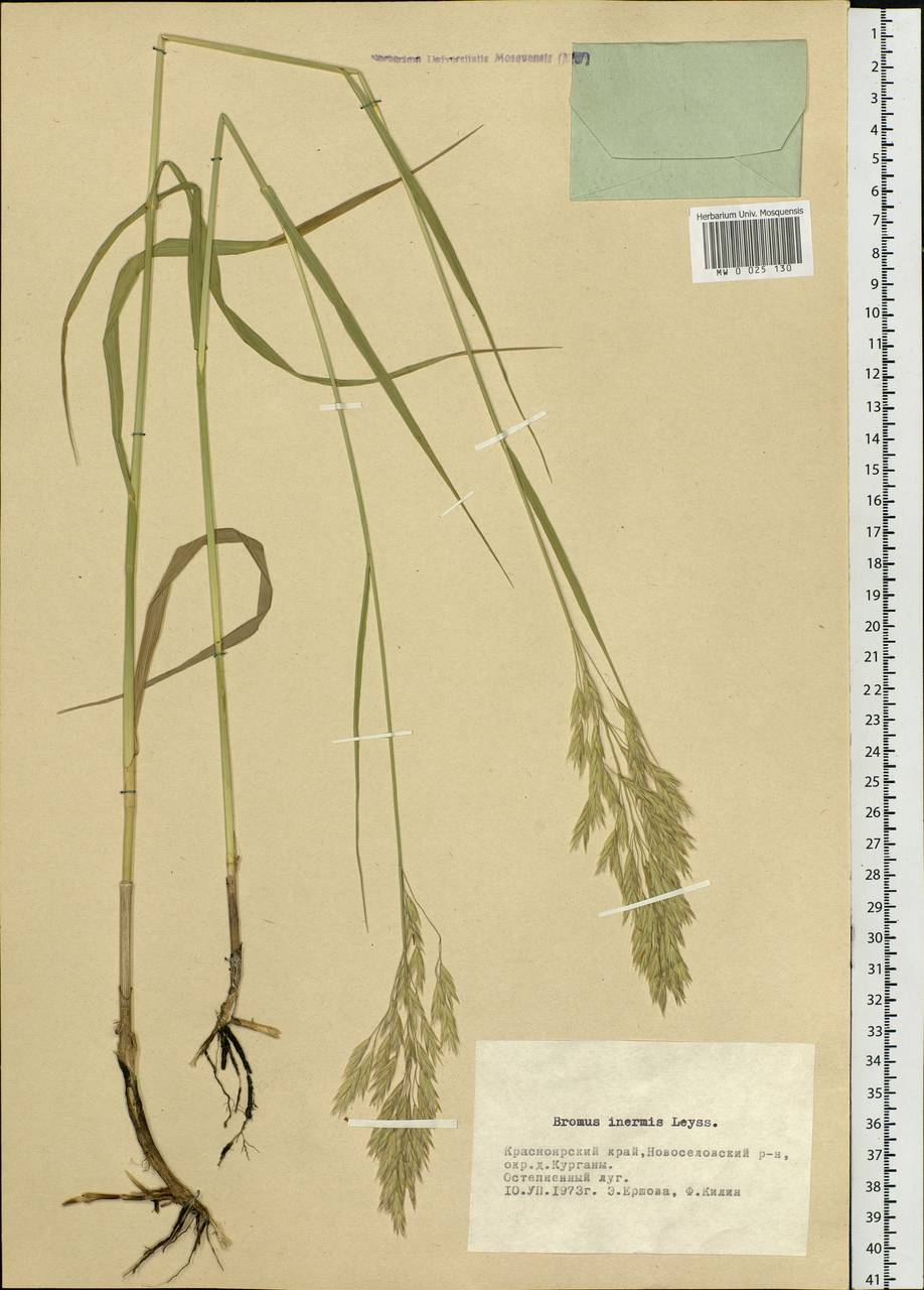 Bromus inermis Leyss., Siberia, Altai & Sayany Mountains (S2) (Russia)