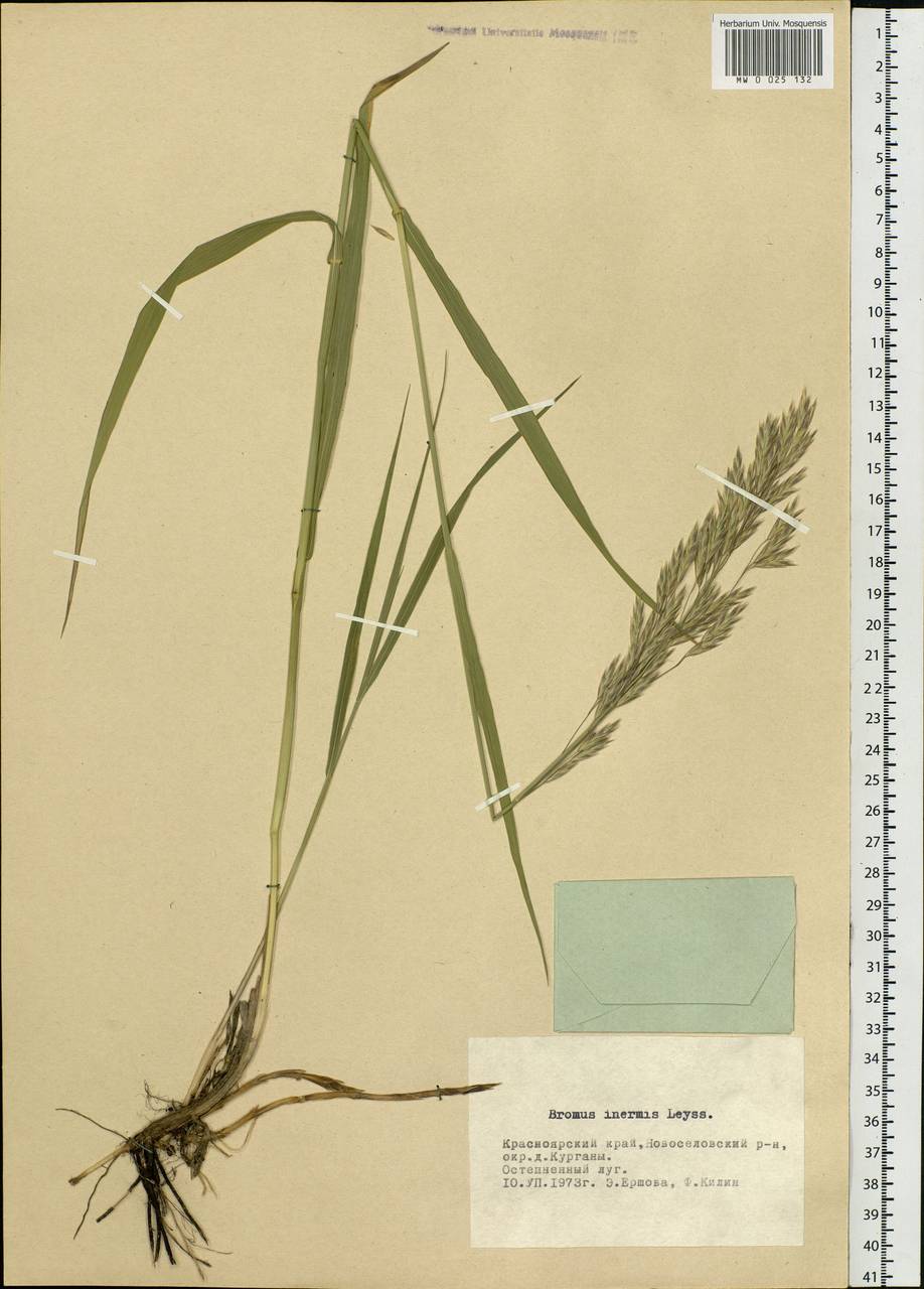 Bromus inermis Leyss., Siberia, Altai & Sayany Mountains (S2) (Russia)
