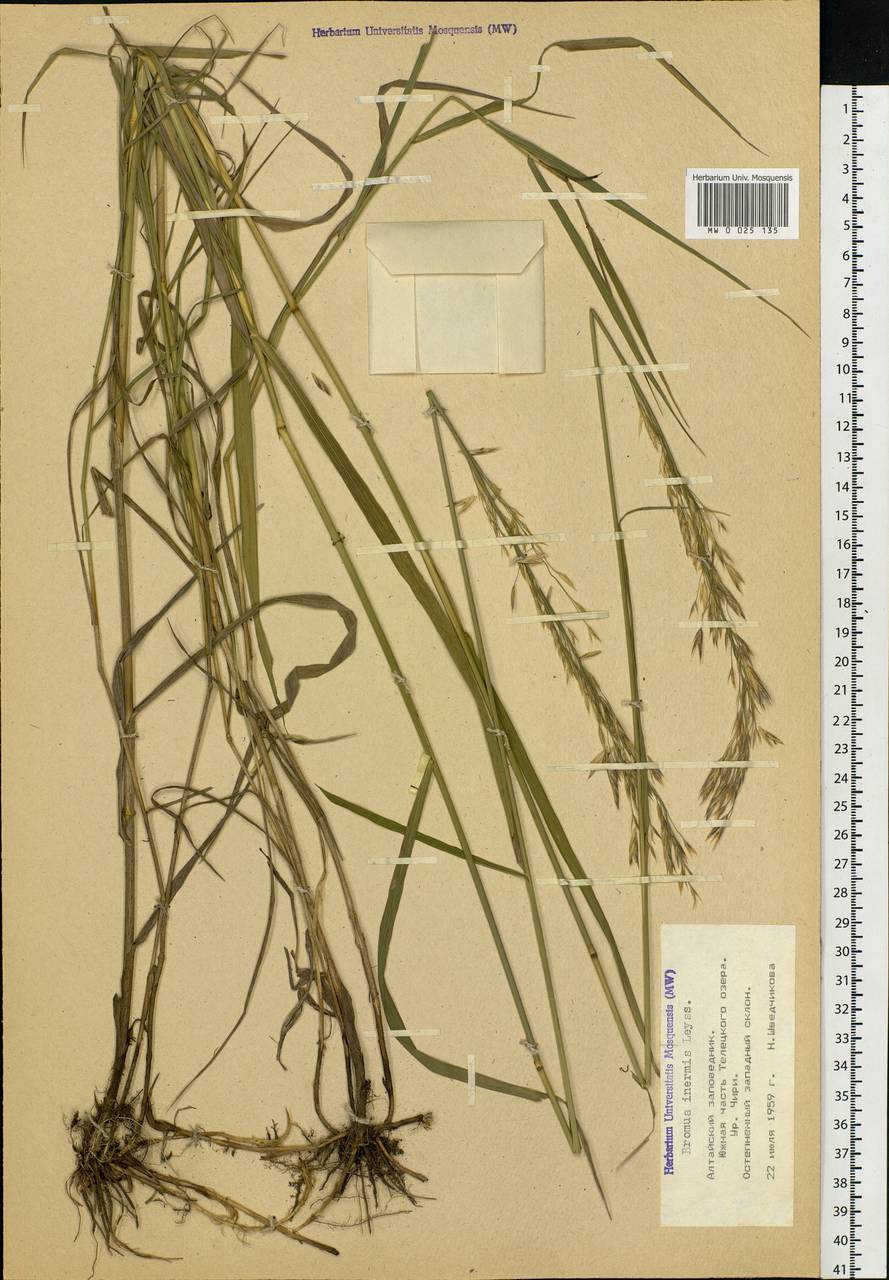 Bromus inermis Leyss., Siberia, Altai & Sayany Mountains (S2) (Russia)