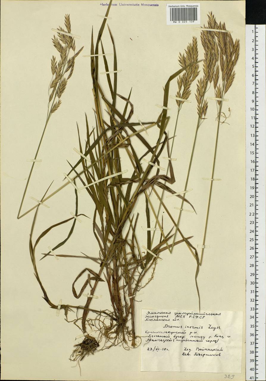 Bromus inermis Leyss., Siberia, Western Siberia (S1) (Russia)