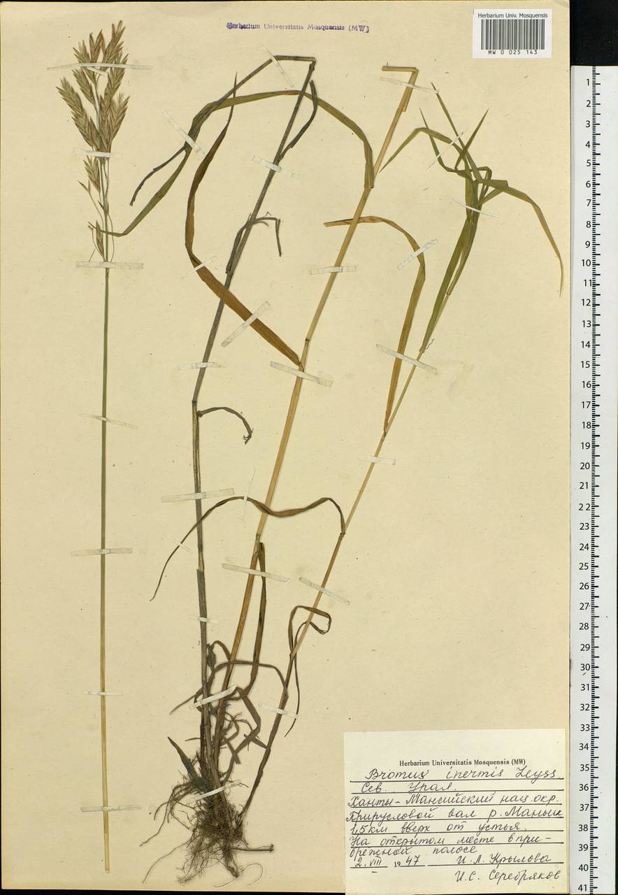 Bromus inermis Leyss., Siberia, Western Siberia (S1) (Russia)