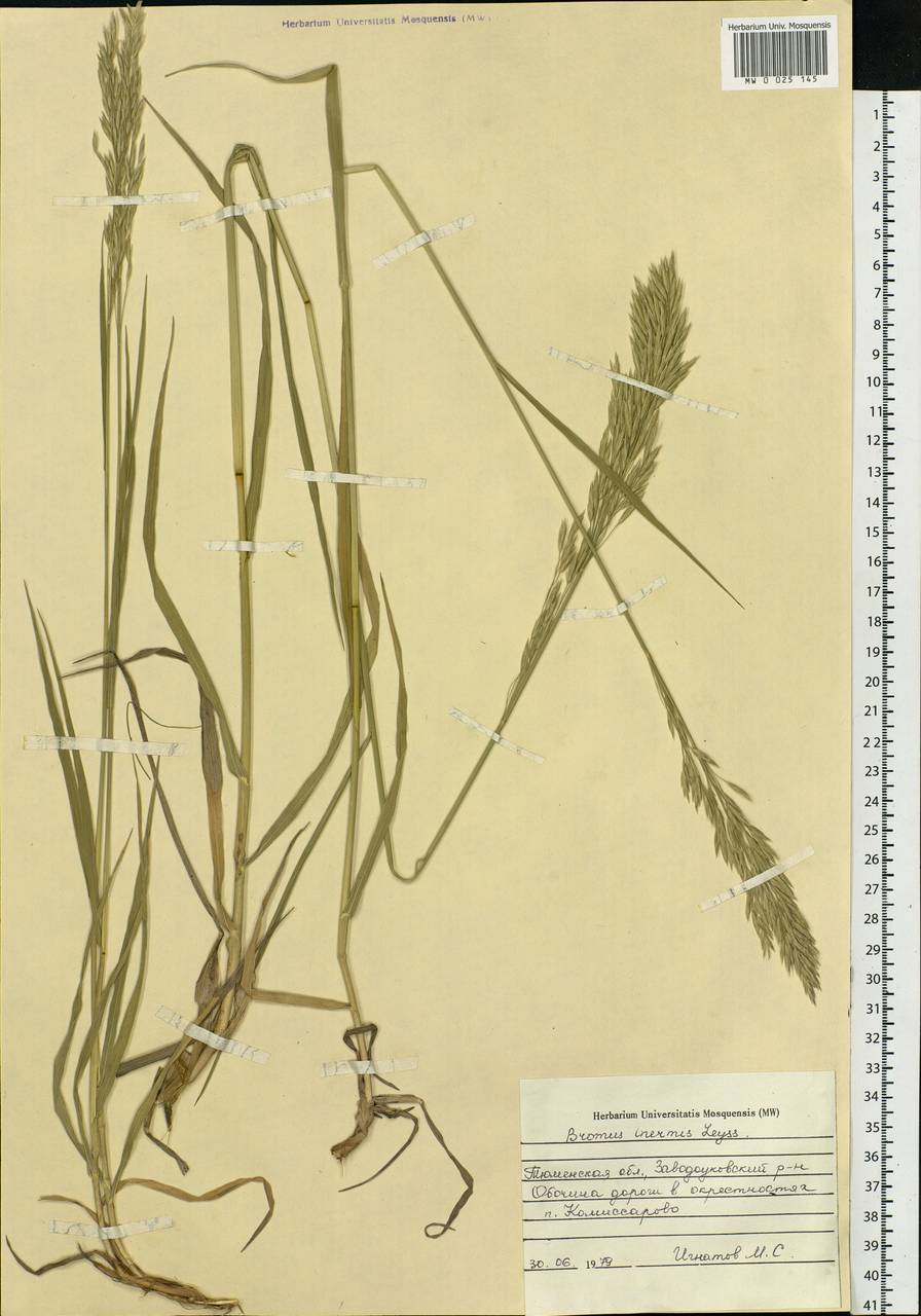 Bromus inermis Leyss., Siberia, Western Siberia (S1) (Russia)