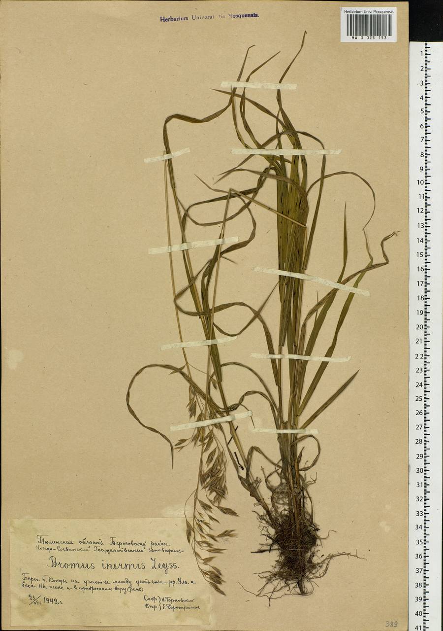 Bromus inermis Leyss., Siberia, Western Siberia (S1) (Russia)