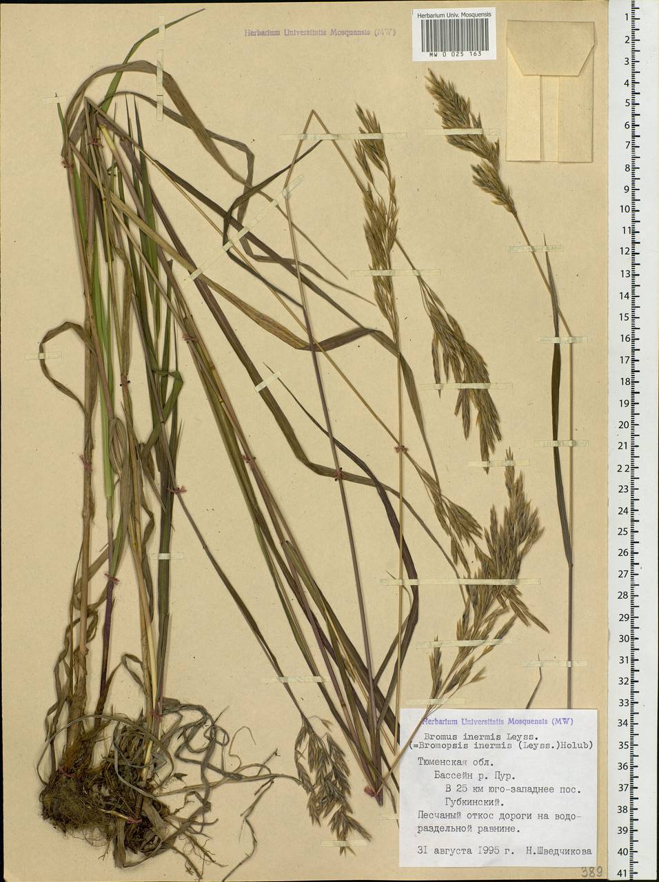 Bromus inermis Leyss., Siberia, Western Siberia (S1) (Russia)