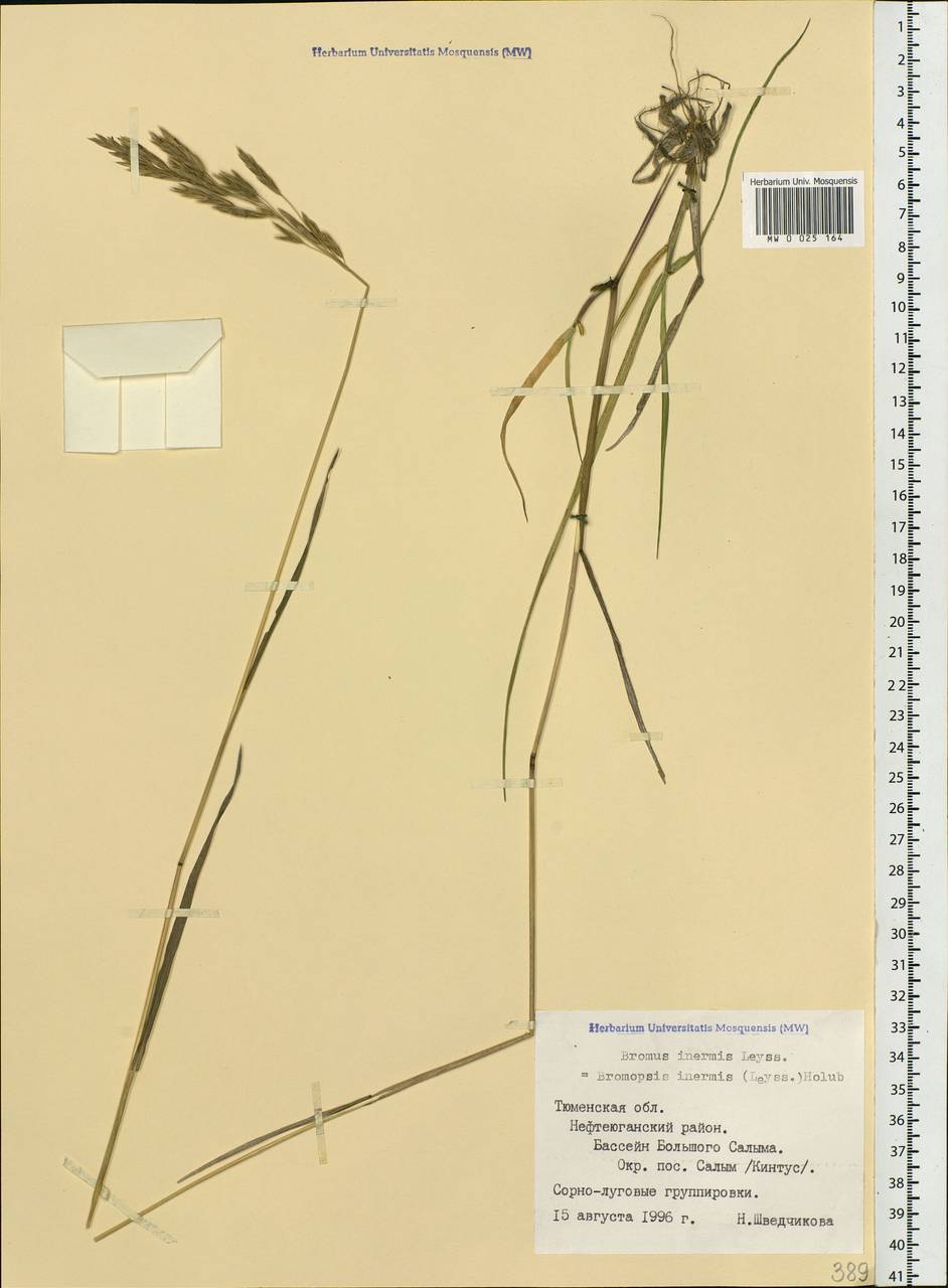 Bromus inermis Leyss., Siberia, Western Siberia (S1) (Russia)