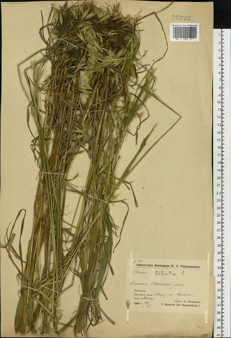 Bromus ciliatus L., Siberia, Chukotka & Kamchatka (S7) (Russia)