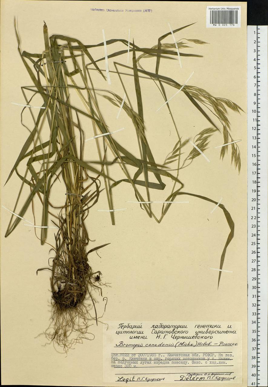 Bromus ciliatus L., Siberia, Chukotka & Kamchatka (S7) (Russia)