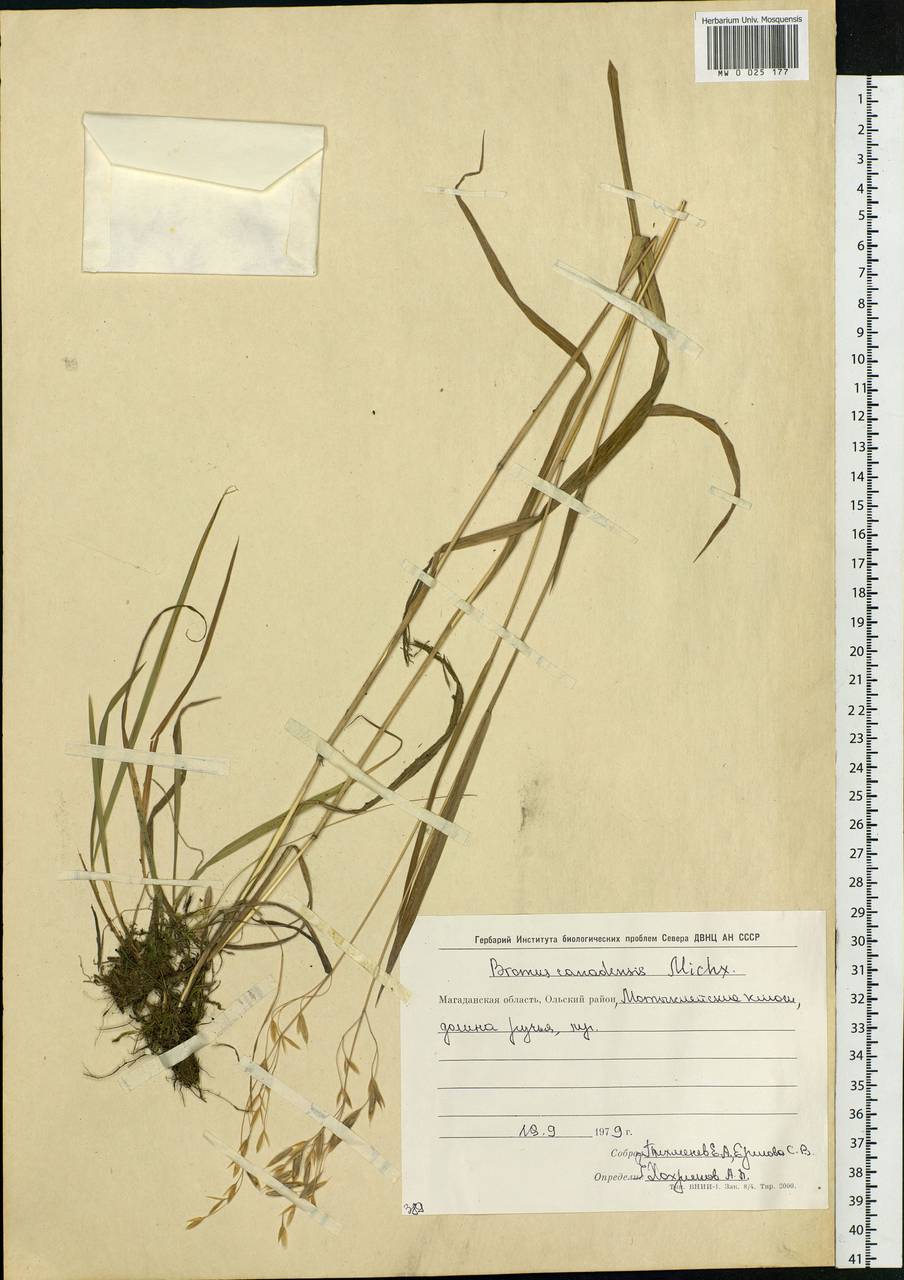 Bromus ciliatus L., Siberia, Chukotka & Kamchatka (S7) (Russia)