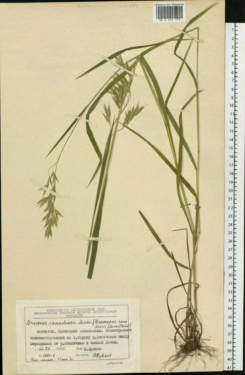 Bromus ciliatus L., Siberia, Chukotka & Kamchatka (S7) (Russia)