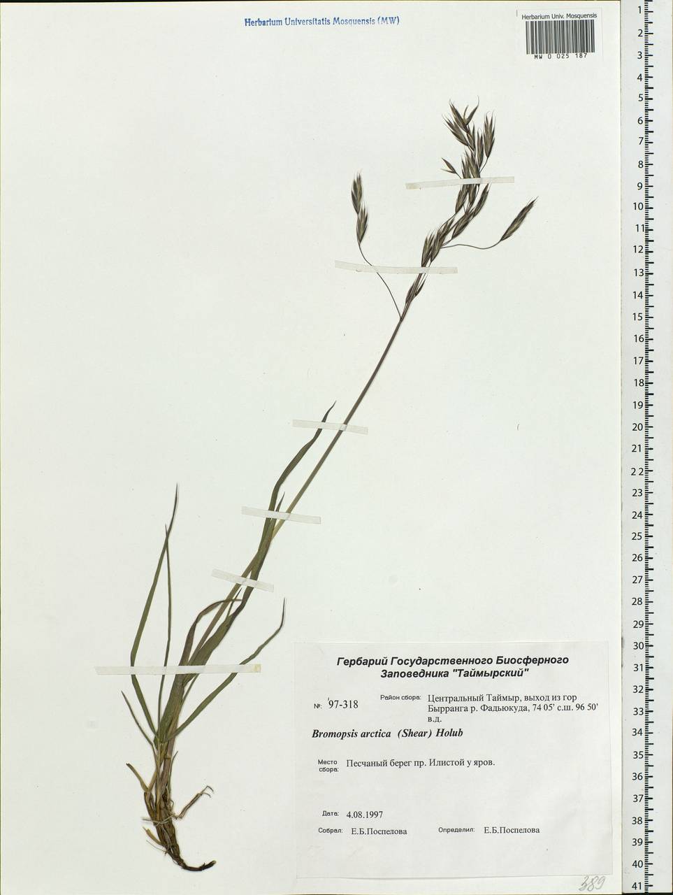 Bromus pumpellianus Scribn., Siberia, Central Siberia (S3) (Russia)