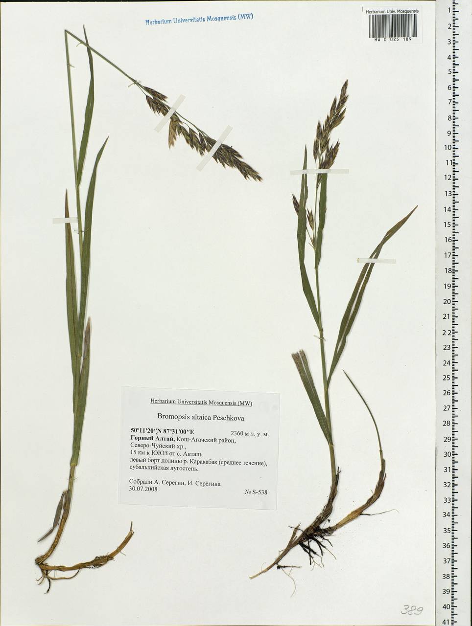 Bromus pumpellianus Scribn., Siberia, Altai & Sayany Mountains (S2) (Russia)