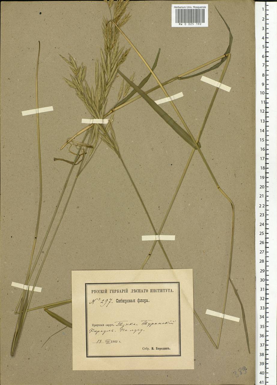 Bromus, Siberia, Baikal & Transbaikal region (S4) (Russia)