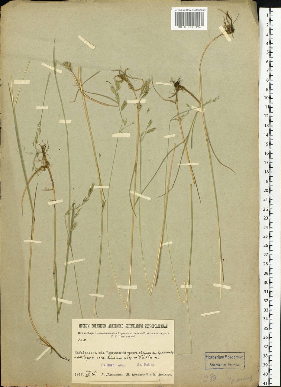 Bromus, Siberia, Baikal & Transbaikal region (S4) (Russia)