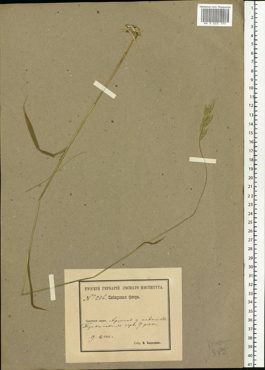 Bromus, Siberia, Baikal & Transbaikal region (S4) (Russia)