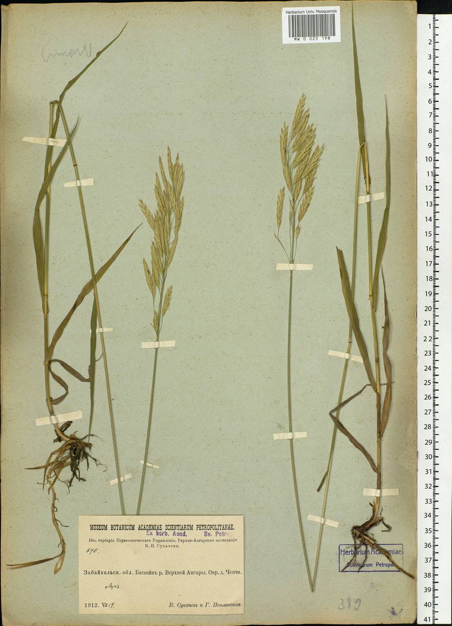 Bromus, Siberia, Baikal & Transbaikal region (S4) (Russia)