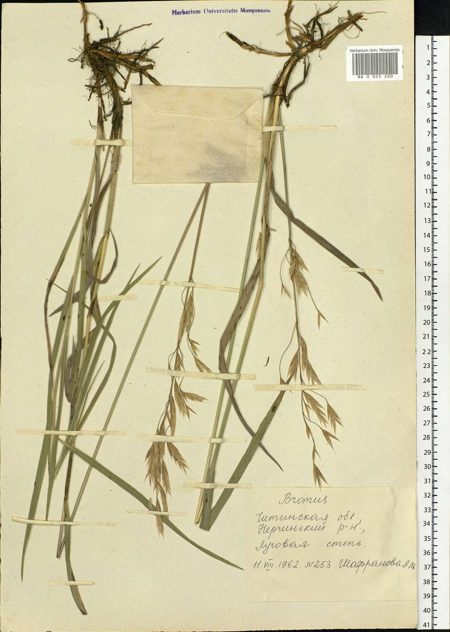 Bromus, Siberia, Baikal & Transbaikal region (S4) (Russia)