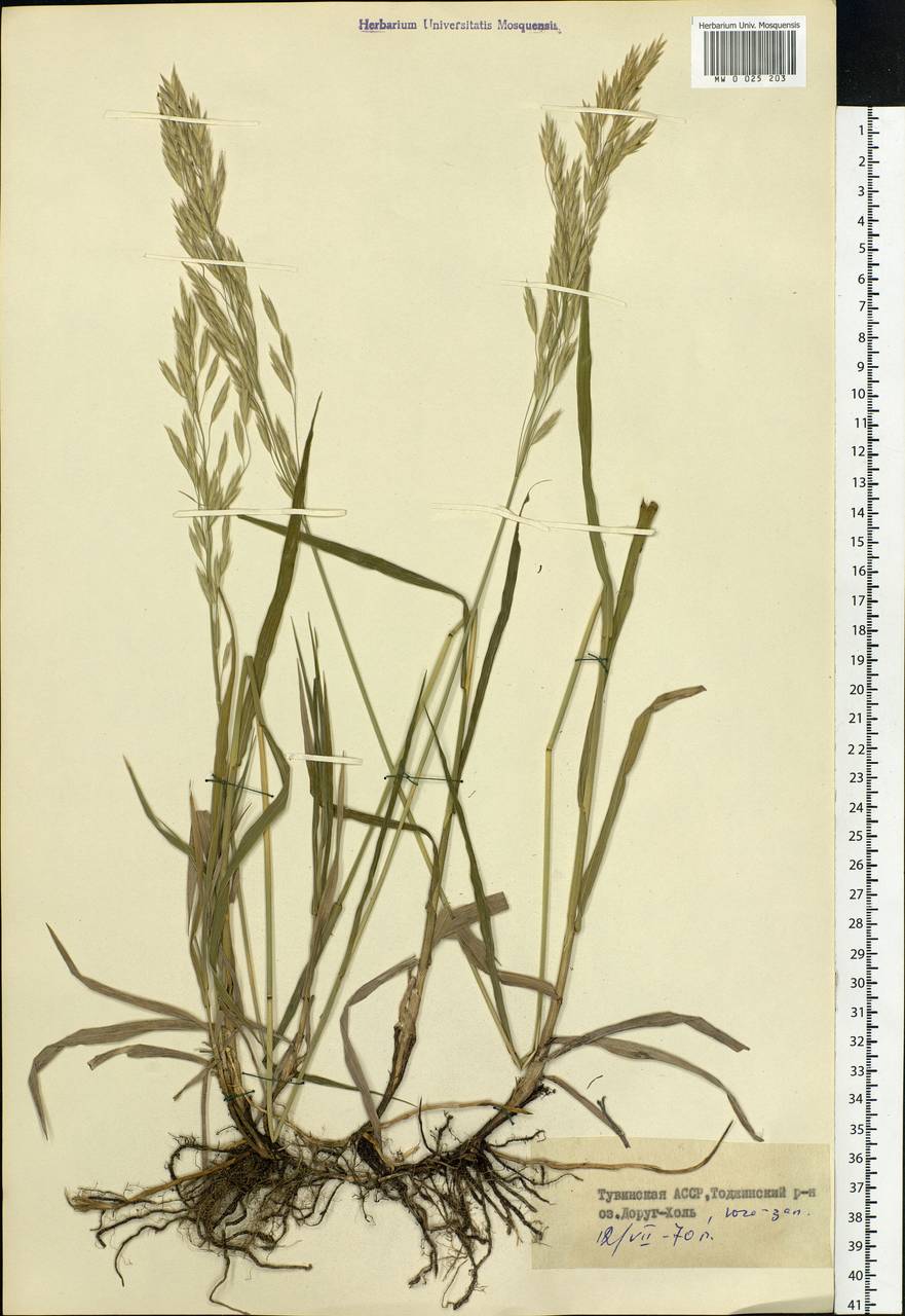 Bromus, Siberia, Altai & Sayany Mountains (S2) (Russia)