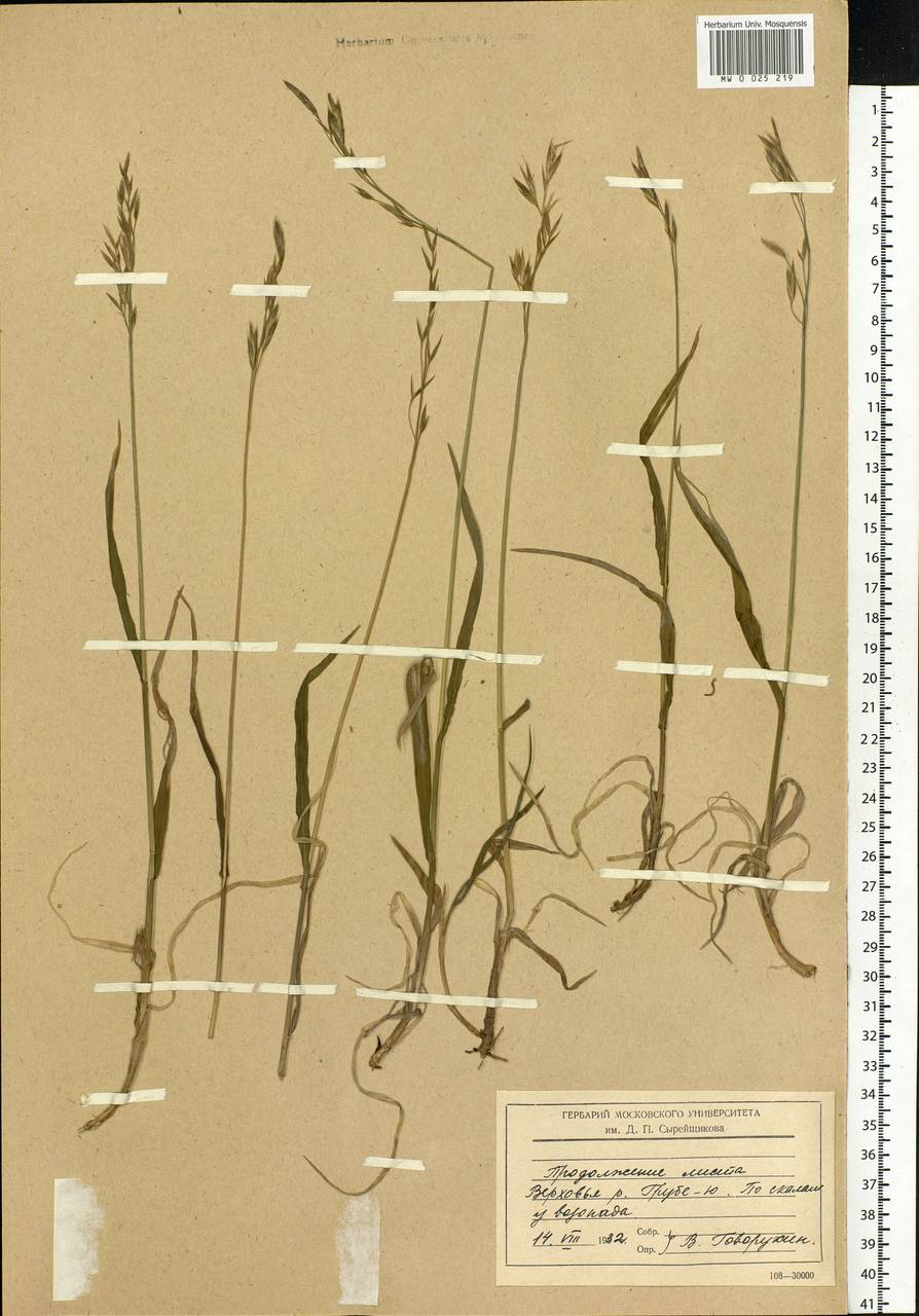 Bromus, Eastern Europe, Northern region (E1) (Russia)