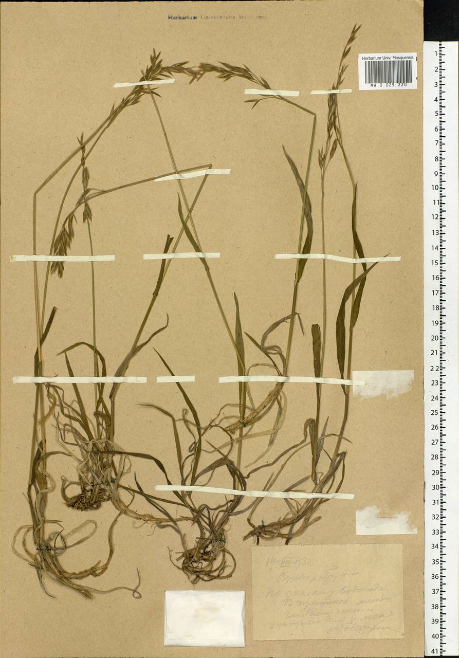 Bromus, Eastern Europe, Northern region (E1) (Russia)