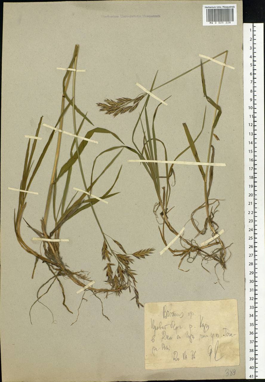 Bromus, Siberia, Western Siberia (S1) (Russia)