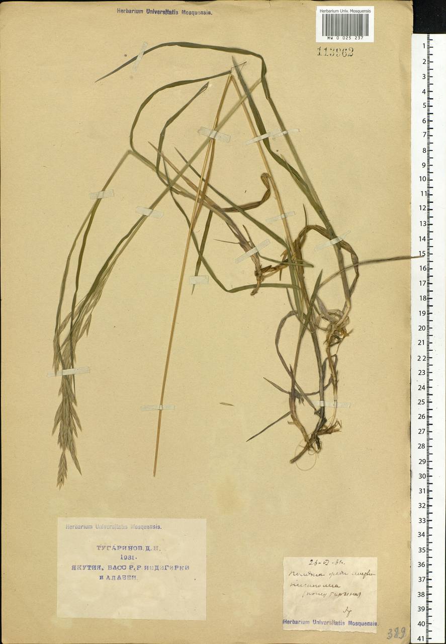 Bromus, Siberia, Yakutia (S5) (Russia)
