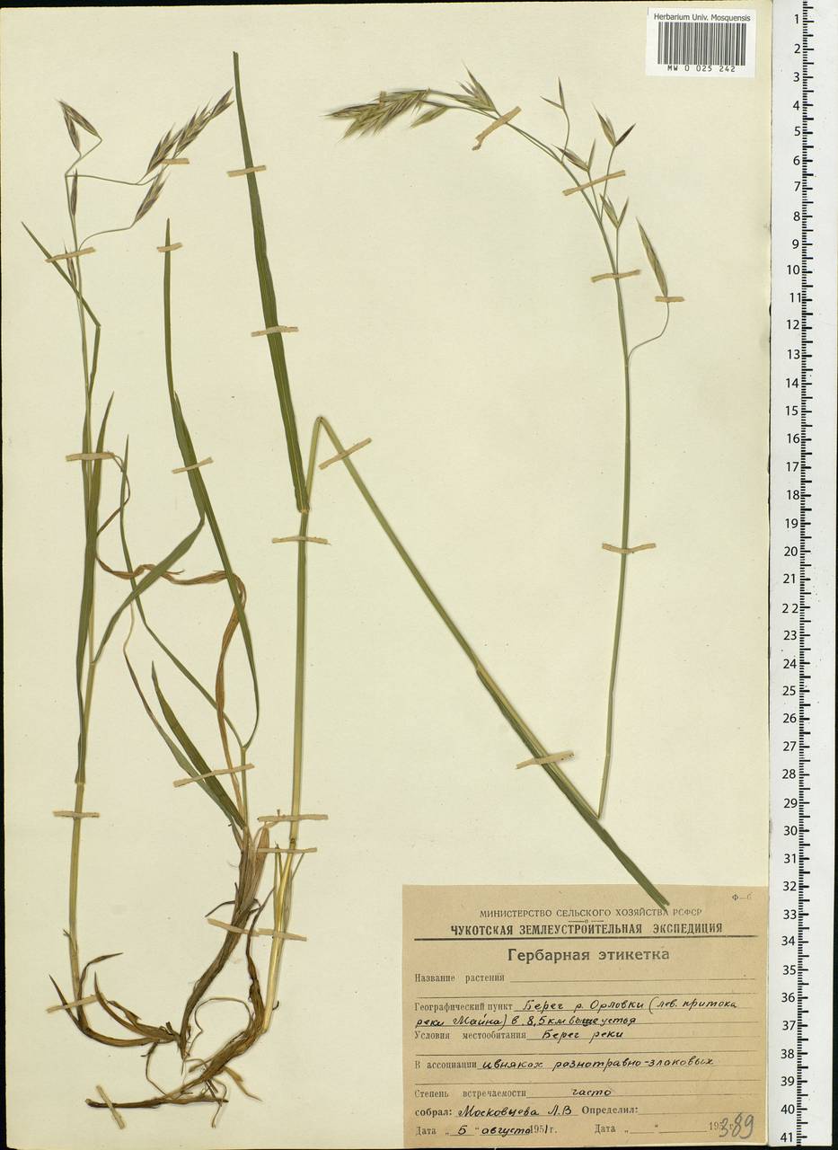 Bromus, Siberia, Chukotka & Kamchatka (S7) (Russia)
