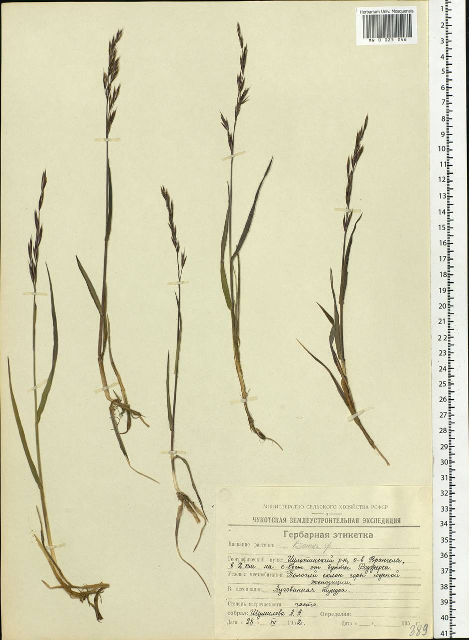 Bromus, Siberia, Chukotka & Kamchatka (S7) (Russia)