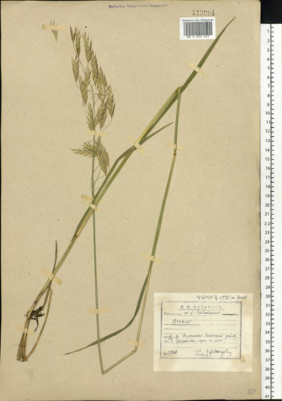 Bromus, Siberia, Baikal & Transbaikal region (S4) (Russia)