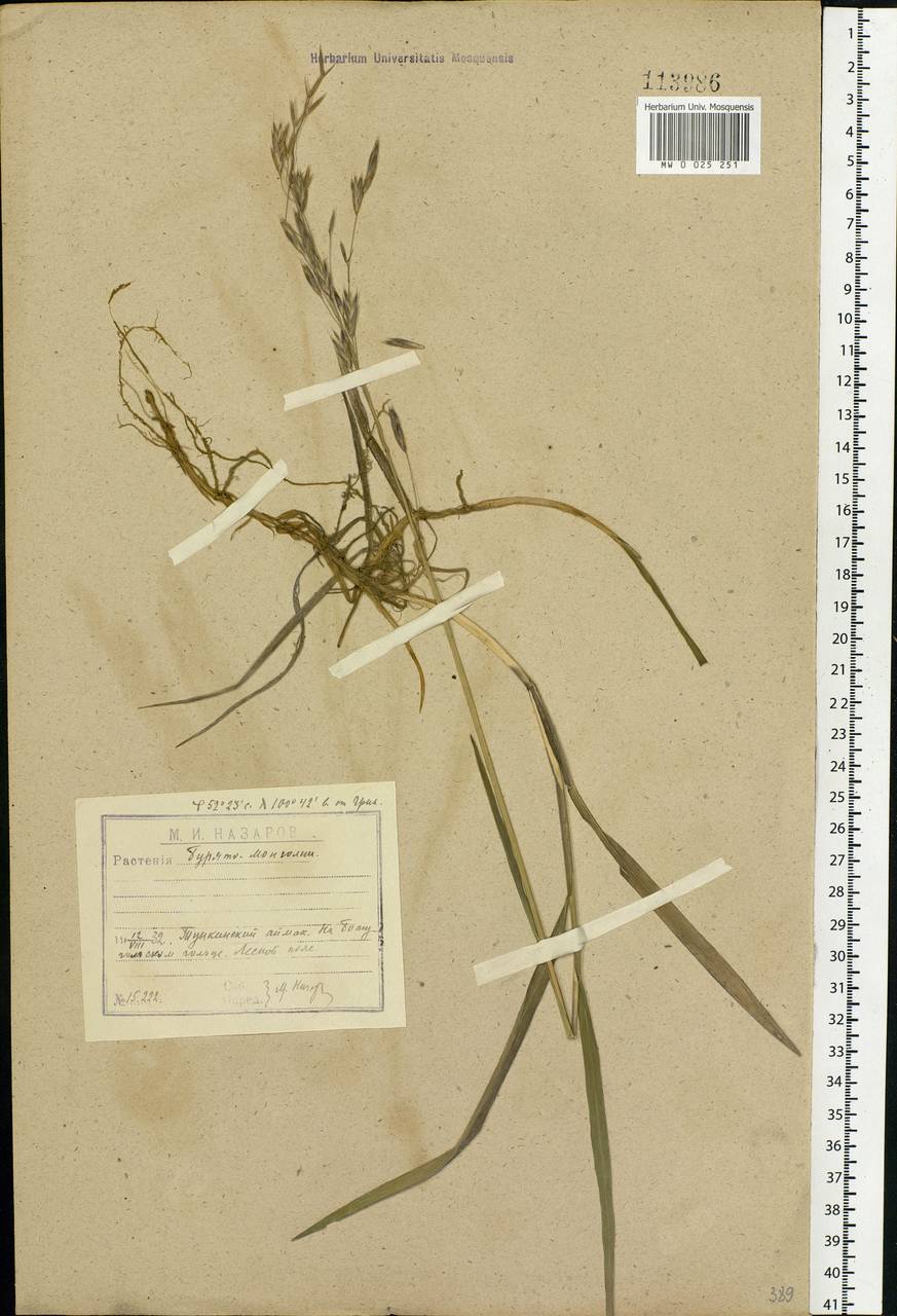 Bromus, Siberia, Baikal & Transbaikal region (S4) (Russia)