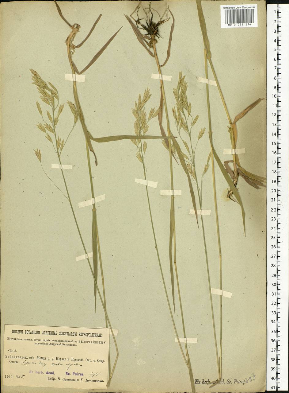 Bromus, Siberia, Baikal & Transbaikal region (S4) (Russia)