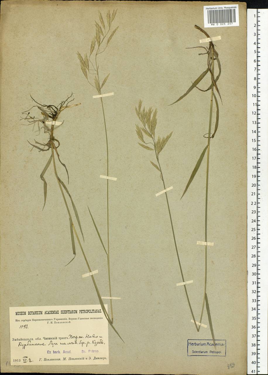 Bromus, Siberia, Baikal & Transbaikal region (S4) (Russia)