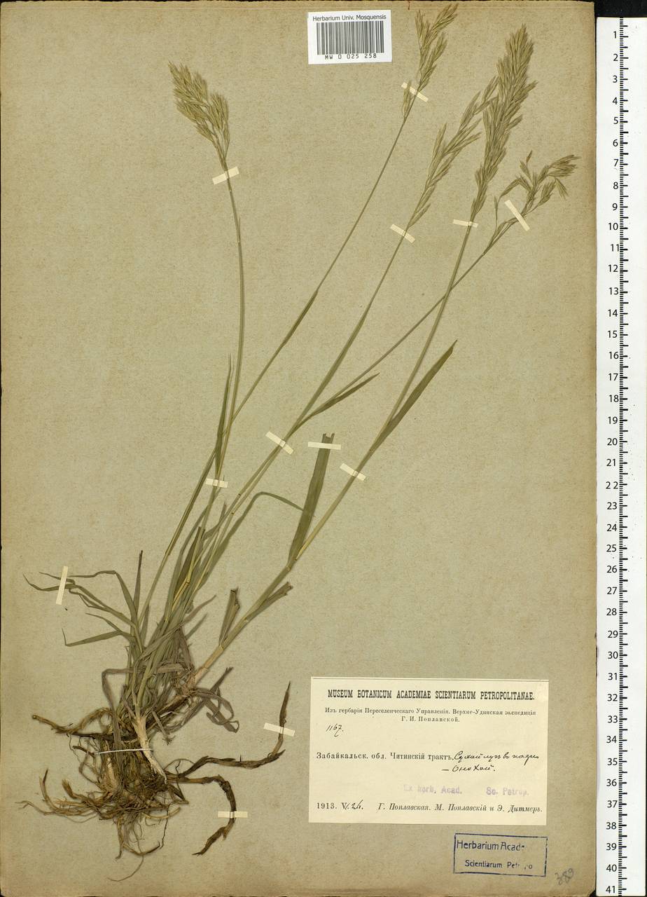 Bromus, Siberia, Baikal & Transbaikal region (S4) (Russia)